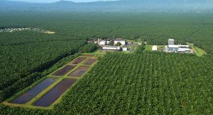 perusahaan kelapa sawit terbesar yang ada di Indonesia